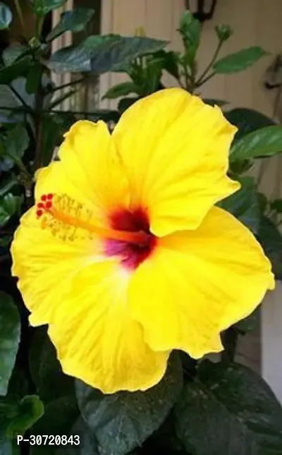 The Entacloo Hibiscus Plant Hibiscus rose plant (multicolour)-thumb0