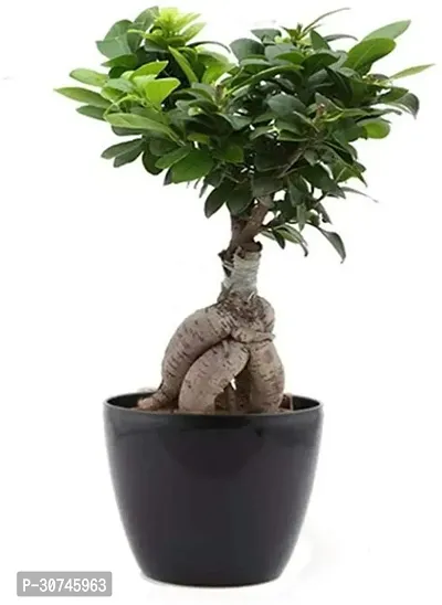 The Entacloo Ficus Plant TIGbonfic18-thumb0