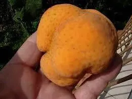 The Entacloo Jackfruit Plant Monkey JackDeyoa Fruit Bangladeshi Rare Exotic Fruits.-thumb1