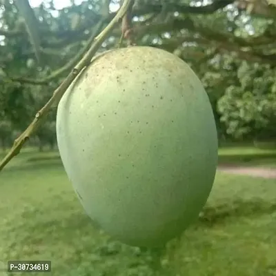 The Entacloo Mango Plant Langra Mango Plant-thumb0