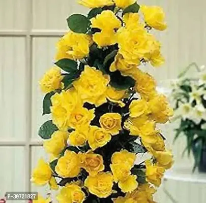 The Entacloo Rose Plant Yellow Rose Plant Lite Yellow-thumb0