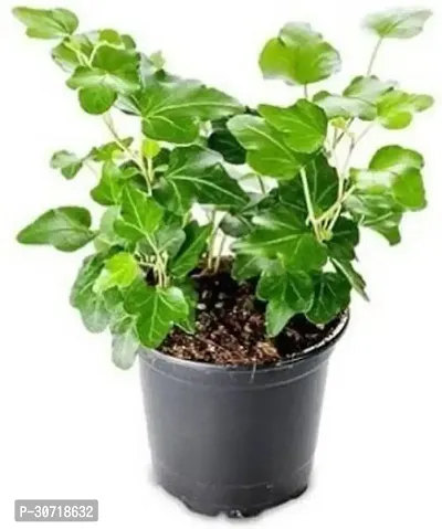 The Entacloo Ivy Plant Ivy plant English ivycommon ivy plant-thumb0