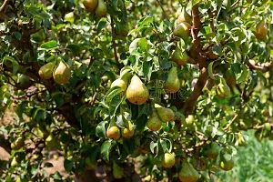 The Entacloo Pear Plant Nashpati fruit plant-thumb1