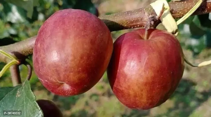 The Entacloo Ber Apple Plant RED KASMIR BER PLANT-thumb0