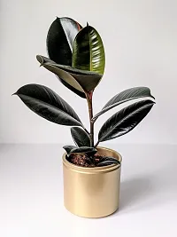 The Entacloo Rubber Tree Live Rubber Plant for Indoor Home DecorationAir Purification v66-thumb1