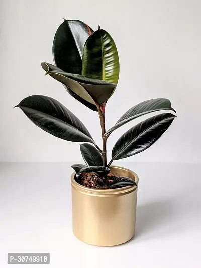 The Entacloo Rubber Tree Live Rubber Plant for Indoor Home DecorationAir Purification v66-thumb2