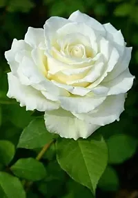 The Entacloo Rose Plant white rose plant-thumb2