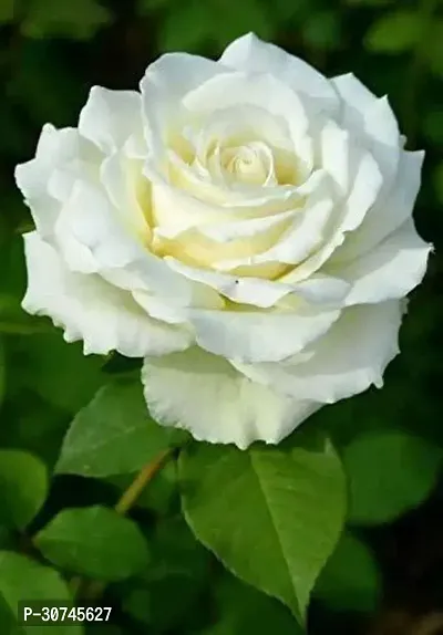 The Entacloo Rose Plant white rose plant-thumb3