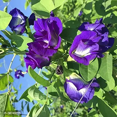 The Entacloo Aparajita Butterfly Pea Plant Aprajita Plant