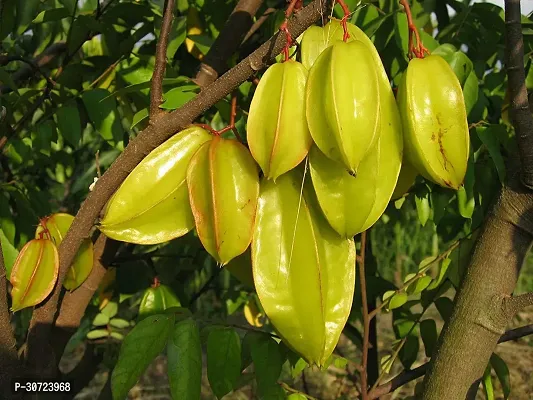 The Entacloo Rare Star Fruit Carambola Fruit Live Layering Live Plant PLANT-STARFRUIT10-thumb0