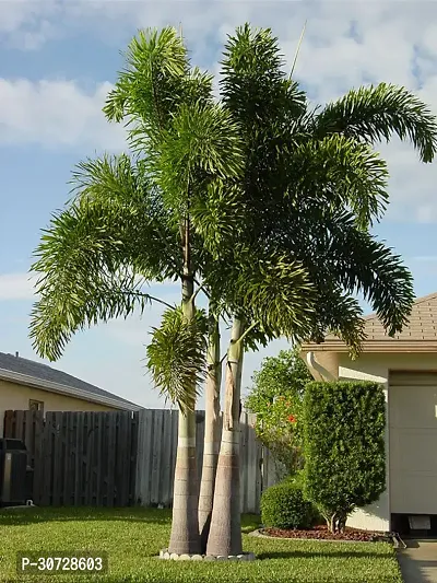 The Entacloo Foxtail Palm Plant GAZANIA PLANT4567-thumb2