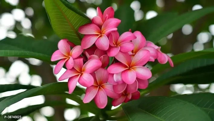 The Entacloo Plumeria Plant Plumeria Flower Plant p 04-thumb0