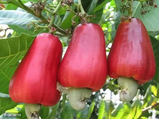 The Entacloo Cashew Plant KAJU PLANT NJK-thumb2