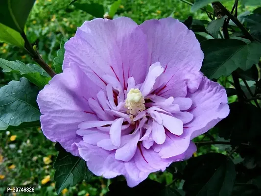 The Entacloo Hibiscus Plant purple hibiscus46-thumb0