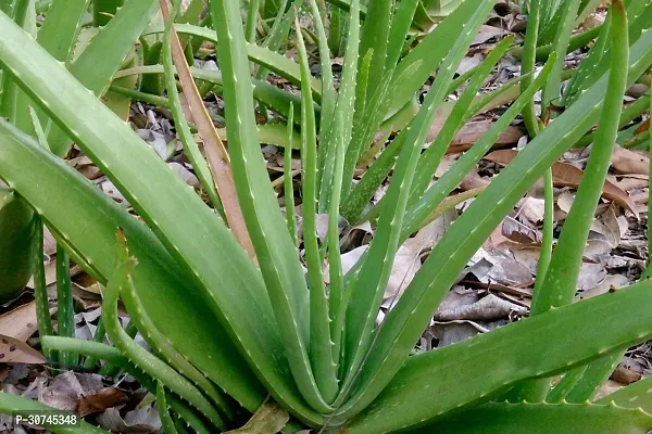 The Entacloo Ashok Plant ALOVERA PLANT-thumb0