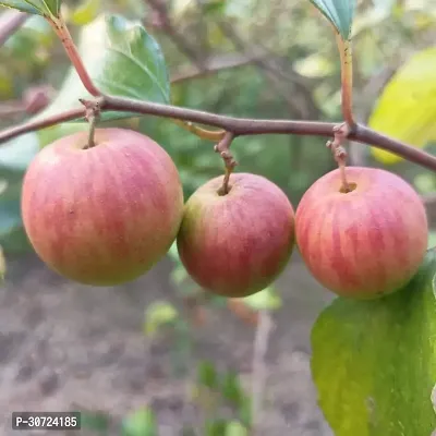 The Entacloo Custard Apple Plant CCW11-thumb0