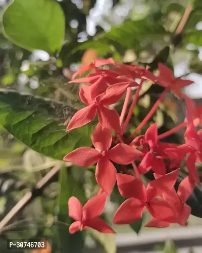 The Entacloo Trothic IxoraChethi Plant Trothic Ixora Chethi Red Plant Live Flower Disha99922-thumb0