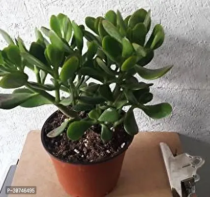 The Entacloo Crassula Plant HVLIVE_669-thumb0