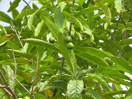 The Entacloo Heart Leaf Oxycardium Plant PLANT-RUDRAKSHAM-thumb2