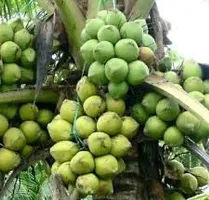 The Entacloo Coconut Plant Coconut Mekong Delta Vietnam Dwarf Live Plant Vietnam Coconut Tree Plant hybrid( PACK OF 1)-thumb1