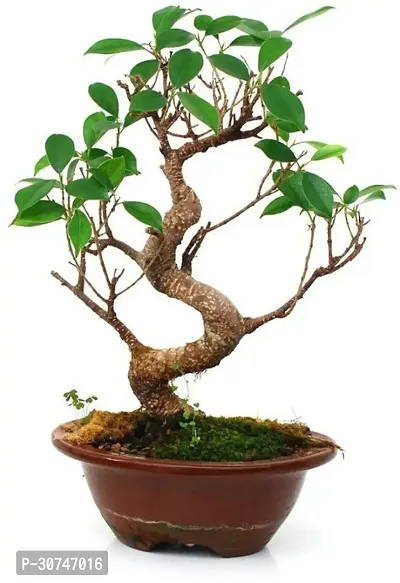 The Entacloo Ficus Bonsai Plant GHBN84-thumb0