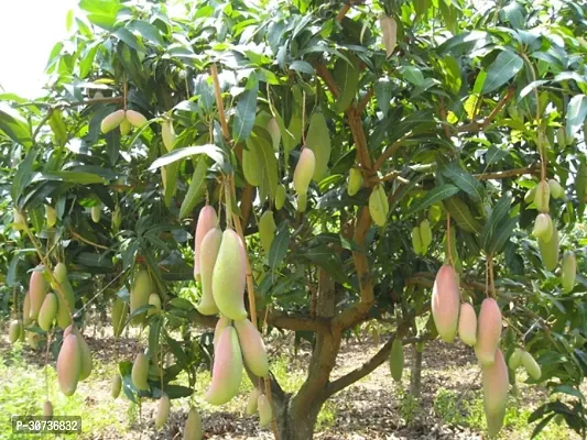 The Entacloo Mango Plant Thai Exotic Hybrid Mango Plant. v5-thumb0