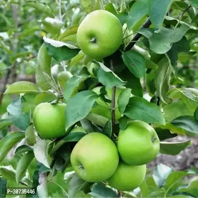 The Entacloo Apple Plant Kashimiry Apple plant Grafted and hybrid plantAS195-thumb0