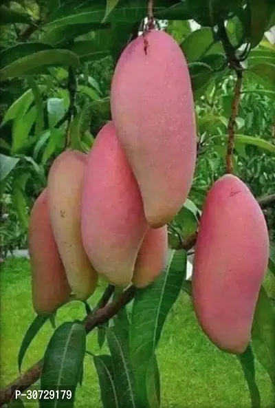 The Entacloo Mango Plant Hybrid Thai Banana Shaped Mango Grafted Live Plant.-thumb0