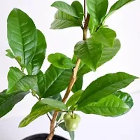 The Entacloo Tea Plant LiveGreen Tea Plant for Indoor-thumb1