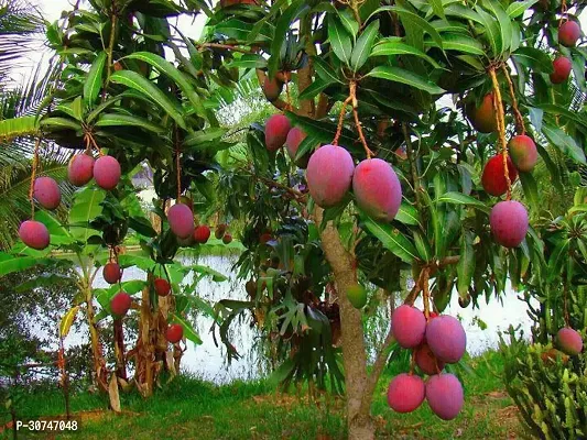 The Entacloo Mango Plant krishna Grafted Mango Plant-thumb0