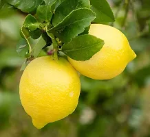 The Entacloo Lemon Plant Heaven Of SaplingsLemon Plant(Pack Of 1)QQ-043-thumb2