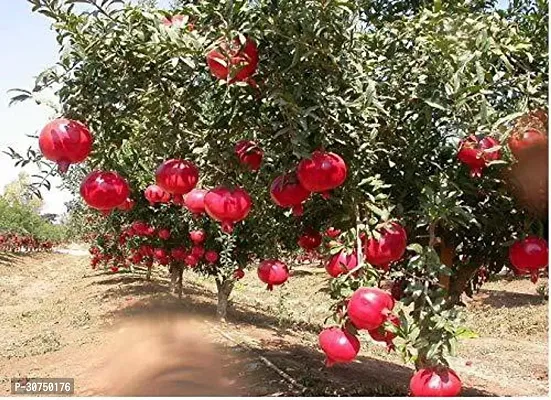 The Entacloo Pomegranate Plant Gardens Live Pomegranate Fruit Plant Punica Granatum Plant 1 Healthy Live Plant With Plastic Bag-thumb0