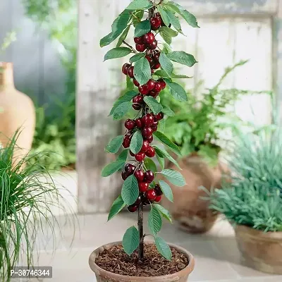 The Entacloo Cherry Fruit Plant Cherry Plant000-thumb0