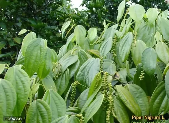 The Entacloo Black Pepper Plant Blackpapper-thumb2