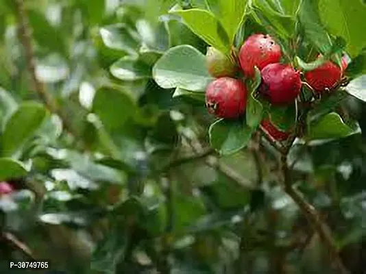 The Entacloo Guava Plant Red Indian Guava plant-thumb2