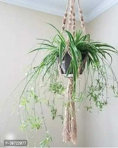 The Entacloo Spider Plant Spider Plant-thumb0