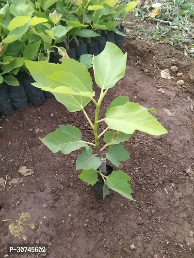 The Entacloo GularCluster Fig Plant Egyptian Fig Live Plant Produced by Air Layered Method CF25-thumb0