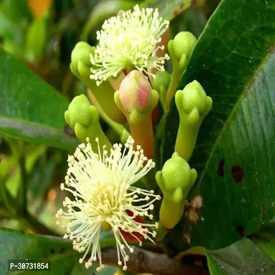 The Entacloo Clove Plant Grandcover Clove Plant-thumb0