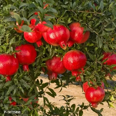 The Entacloo Pomegranate Plant PomegranateAnar Super Bhagwa(Graft) Fruit PLANT-thumb2