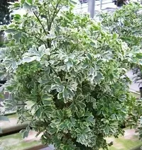 The Entacloo Aralia Plant Aralia Plant 3O-thumb1