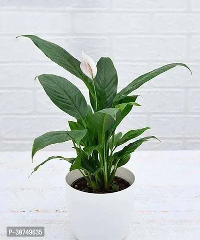 The Entacloo Peace Lily Plant Peace Lily Flower Plant-thumb0