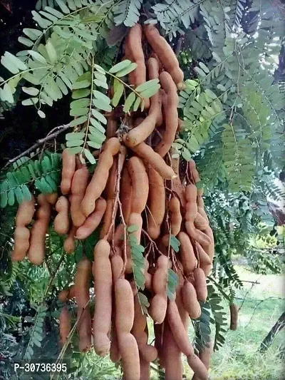 The Entacloo Tamarind Plant Sweet Tamarind Live Plant.-thumb0