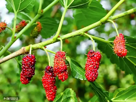 The Entacloo ShahtootMulberry Plant original Rear Thai Mulberry live PlantV-9-thumb2