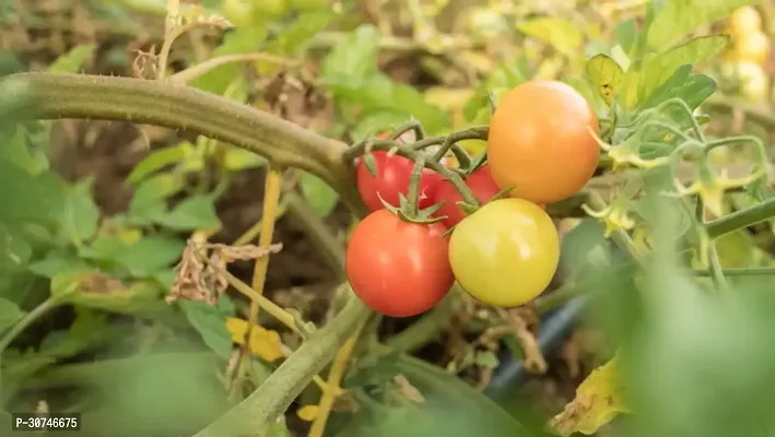 The Entacloo Tomato Plant Tomato plant-thumb0