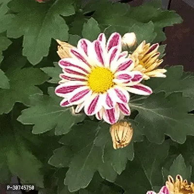 The Entacloo Chrysanthemums Guldavari Plant Shevanti Chrysanthemum (White Pink)Plant-thumb0