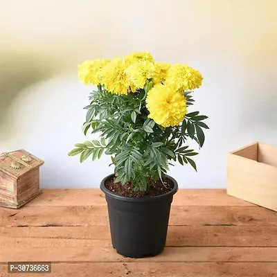 The Entacloo Marigold Plant African Marigold (Yellow) - Plant-thumb0