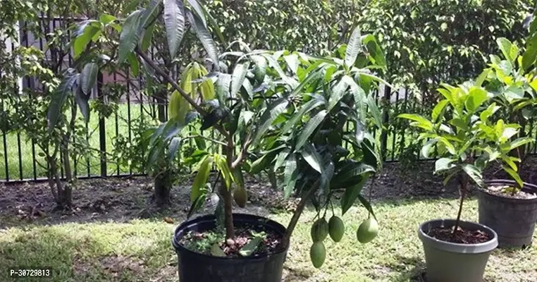 The Entacloo Mango Plant E-GRDN_12-thumb0