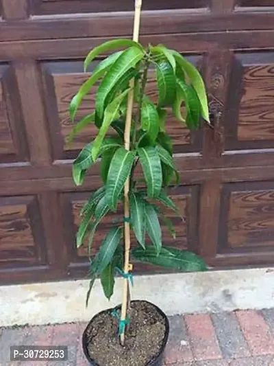 The Entacloo Mango Plant SL_Mango35-thumb0