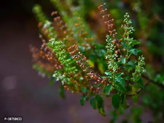 The Entacloo Tulsi Plant EVltul49-thumb0