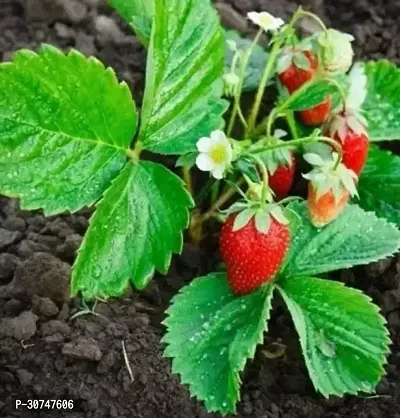 The Entacloo Strawberry Plant strawberry plant-thumb0